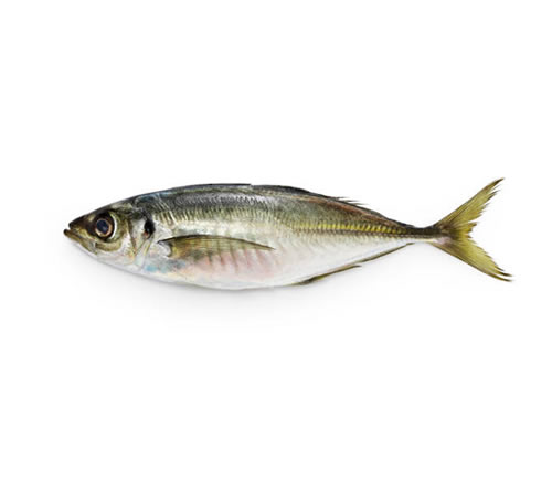 Maquereau Chinchard