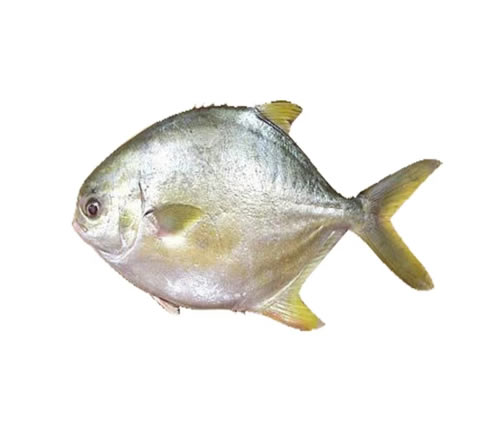 Pompano