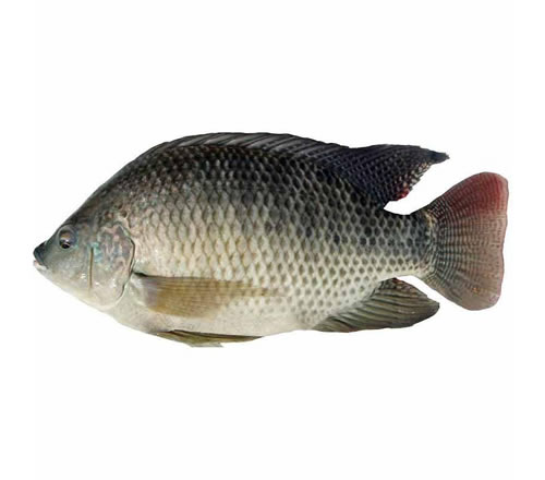 tilapia