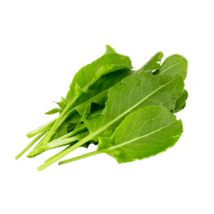 Feuille d’Oseille