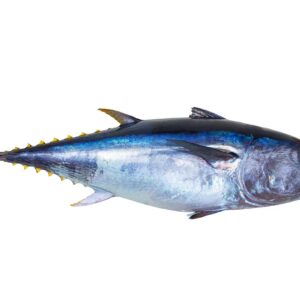 Poisson THON ROUGE