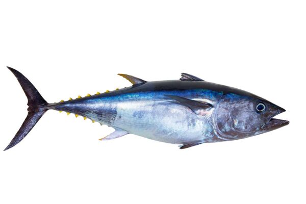 Poisson THON ROUGE